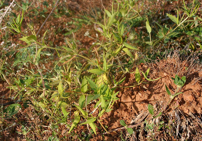 Image of Catharanthus pusillus (Murr.) G. Don