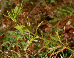 Image of Catharanthus pusillus (Murr.) G. Don