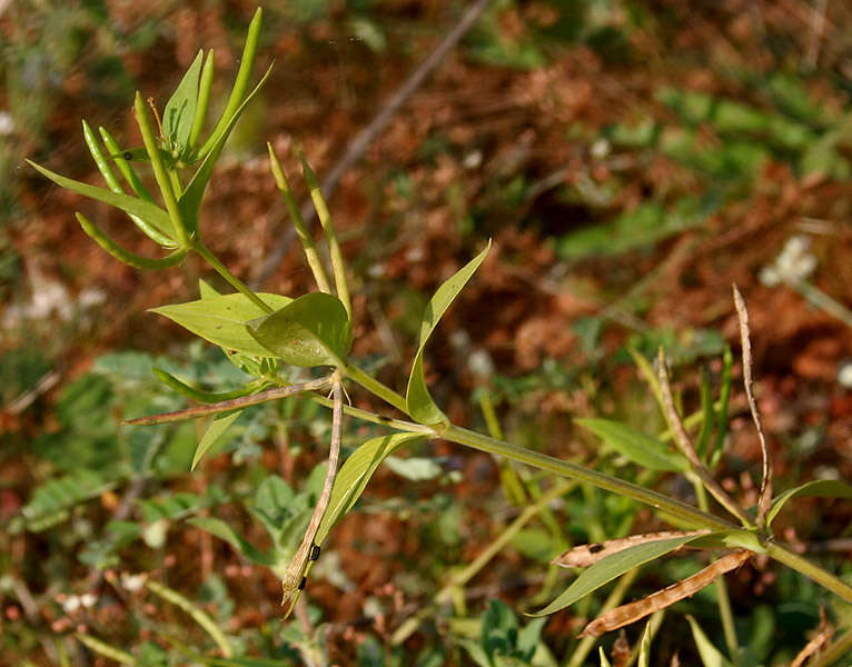 Image of Catharanthus pusillus (Murr.) G. Don