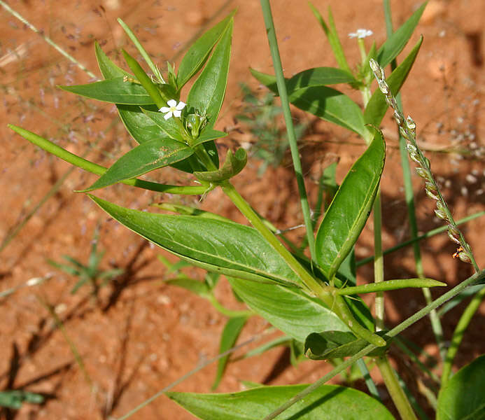 Image of Catharanthus pusillus (Murr.) G. Don