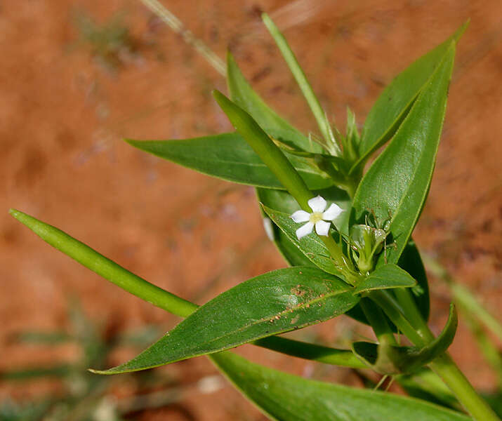 Image of Catharanthus pusillus (Murr.) G. Don