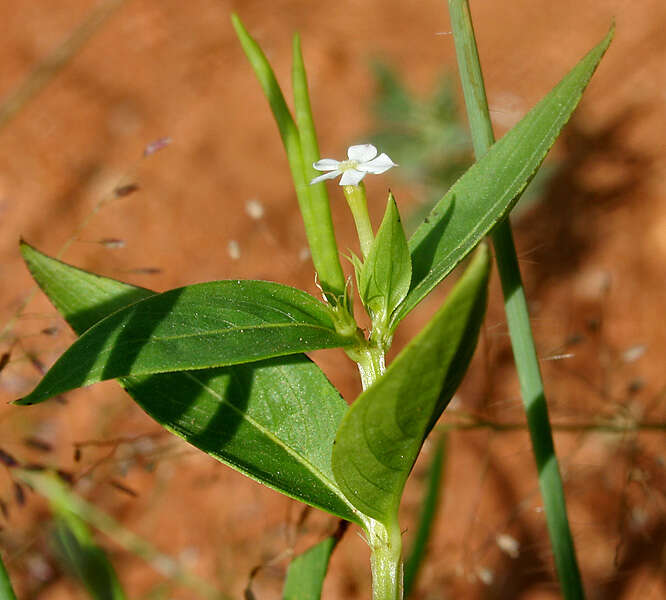 Image of Catharanthus pusillus (Murr.) G. Don