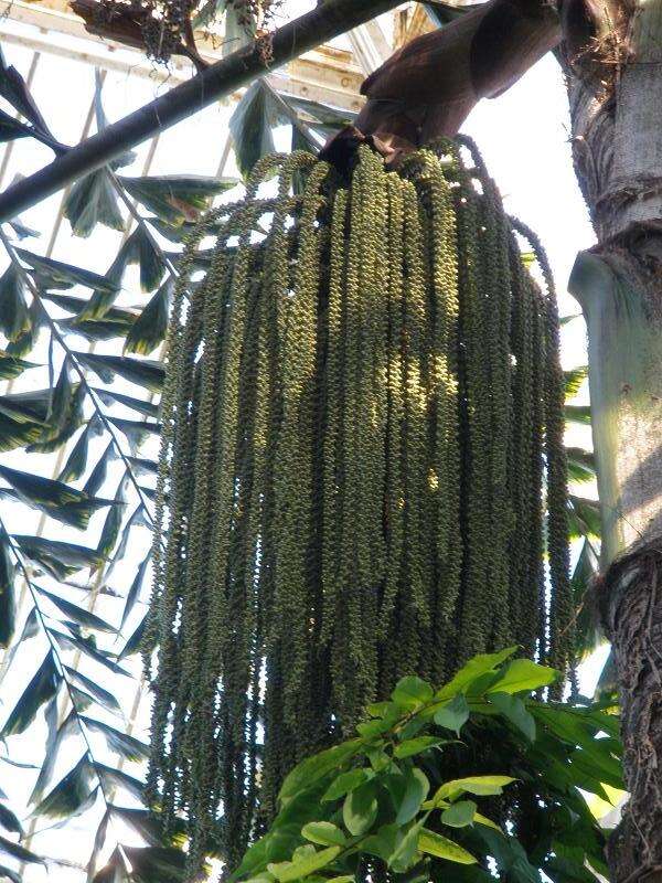 Image of Burmese fishtail palm