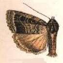 Image of Amphipyra sergii Staudinger 1888