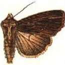 Image of Dypterygia lignaris Schaus 1898