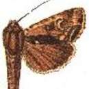 Image of Dypterygia nicea Swinhoe 1901