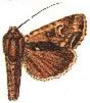 Image of Dypterygia nicea Swinhoe 1901