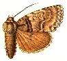 Image of Clear Dagger Moth