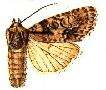 Image of Speared Dagger Moth