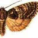 Image of Unclear Dagger Moth