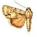 Acronicta lepetita Smith 1908的圖片