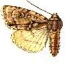 Image of Acronicta paupercula Grote 1874