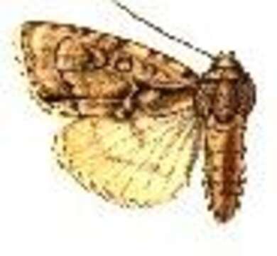 Image of Acronicta paupercula Grote 1874