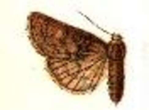 Image of Acronicta caesarea Smith 1905