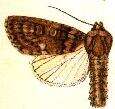 Image of Acronicta carbonaria Graeser 1889