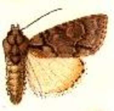 Acronicta falcula Grote 1877的圖片