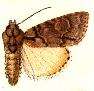 Image of Acronicta falcula Grote 1877