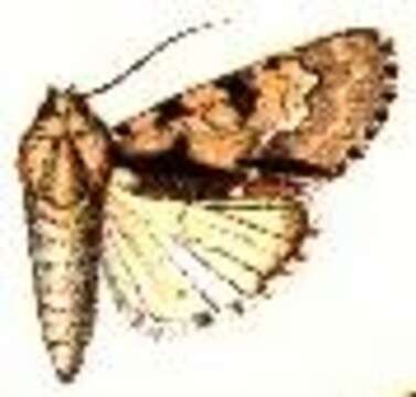 Imagem de Acronicta funeralis Grote & Robinson 1866