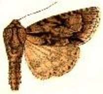 Image of Speared Dagger Moth