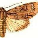 Acronicta iria Swinhoe 1899 resmi