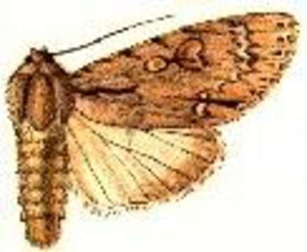 Acronicta iria Swinhoe 1899的圖片