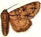 Imagem de Acronicta major Bremer 1864