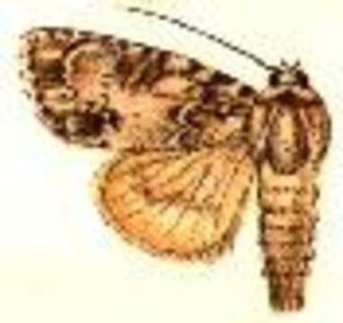 Image of Acronicta pruinosa Guenée 1852