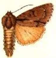 Image of Triton Dagger Moth