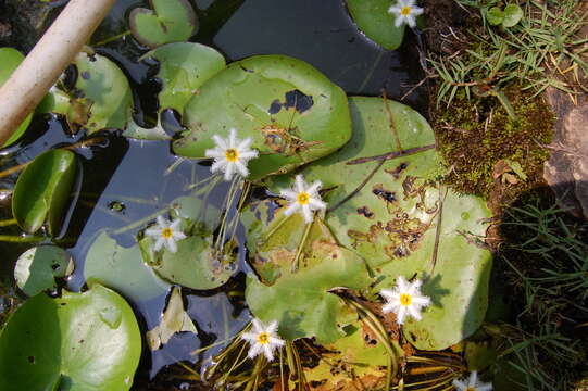 Image of Water-snowflake