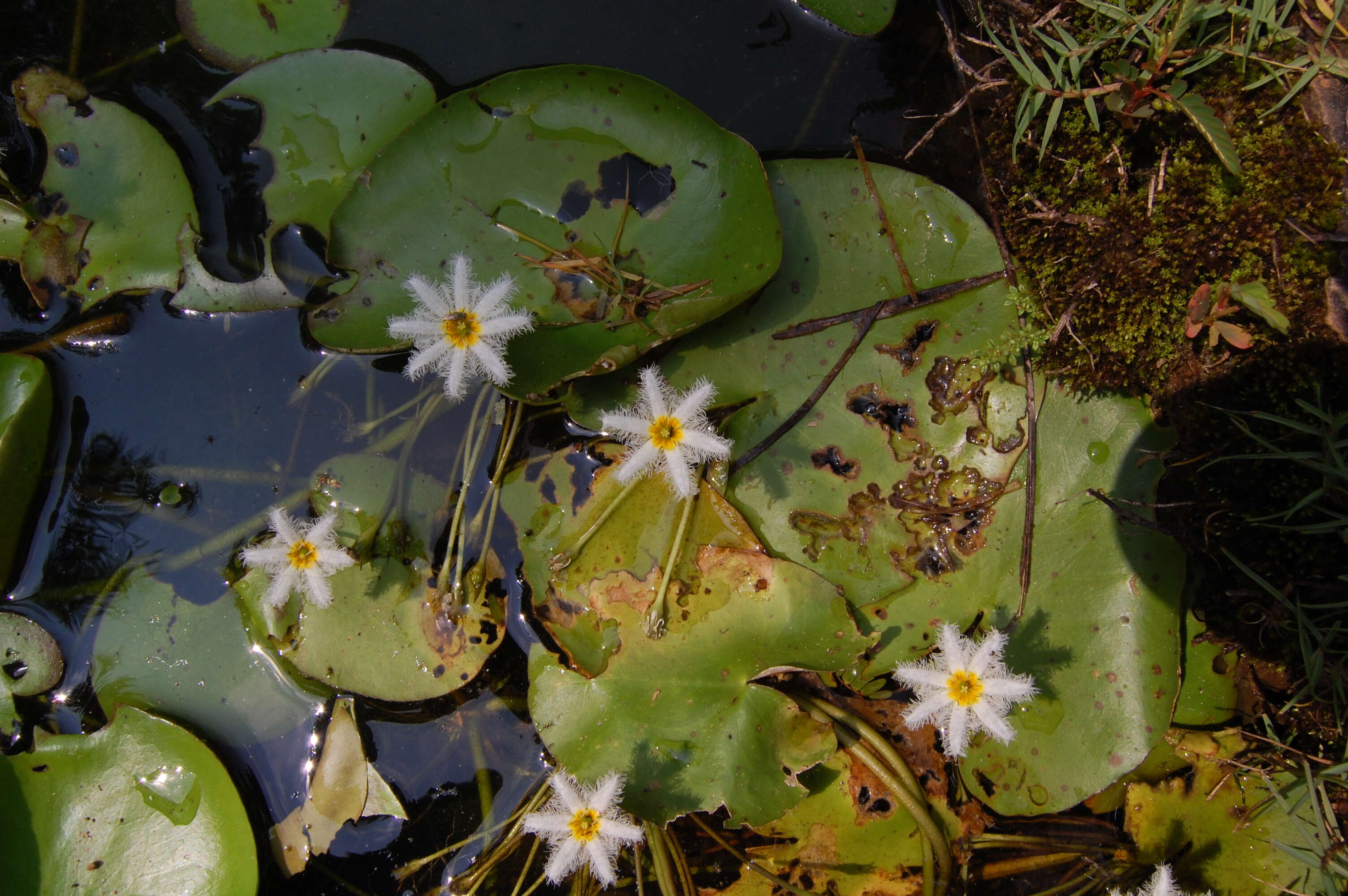 Image of Water-snowflake