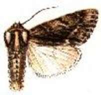 Image of Acronicta barnesii Smith 1897