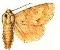 Image of Birch Dagger Moth