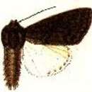 Image of Acronicta bicolor Moore 1881