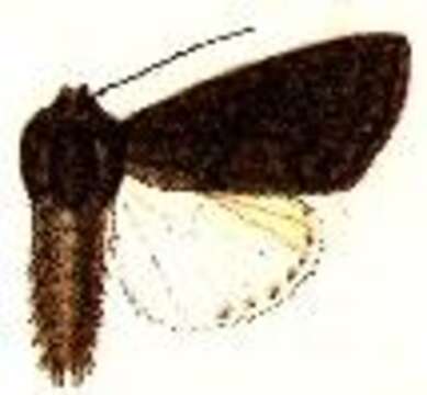 Image of Acronicta bicolor Moore 1881