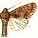 Слика од Acronicta centralis Erschoff 1874