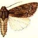 Acronicta extricata Grote 1882 resmi