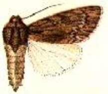 Acronicta extricata Grote 1882 resmi