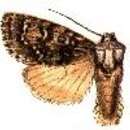 Acronicta gastridia Swinhoe 1895的圖片