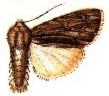 Acronicta lithospila Grote 1874的圖片