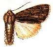 Слика од Acronicta lithospila Grote 1874