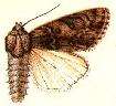 صورة Acronicta perdita Grote 1874