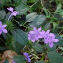 Image of Barleria siamensis Craib