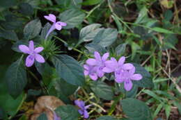 Image de Barleria siamensis Craib