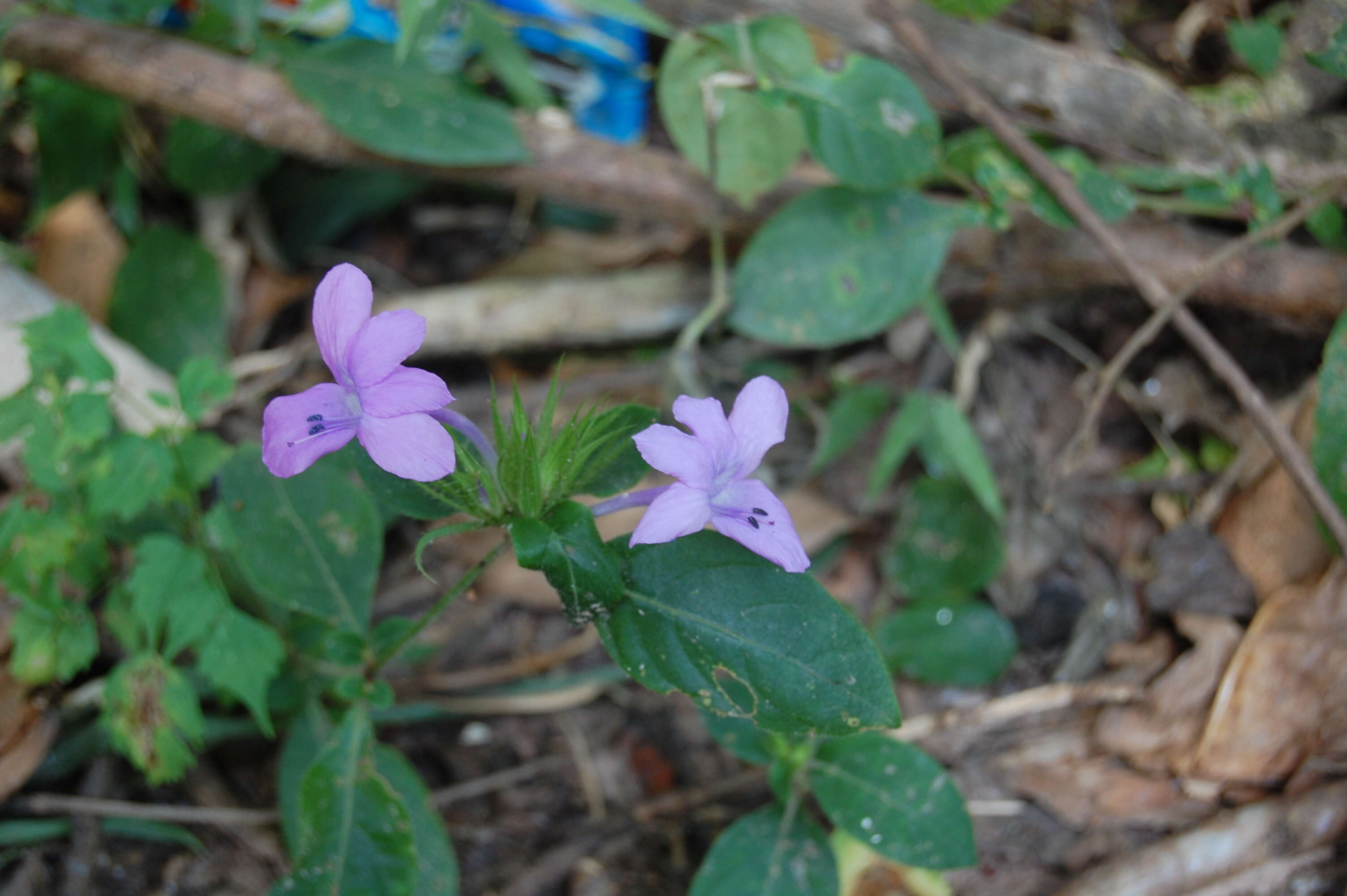 Image de Barleria siamensis Craib