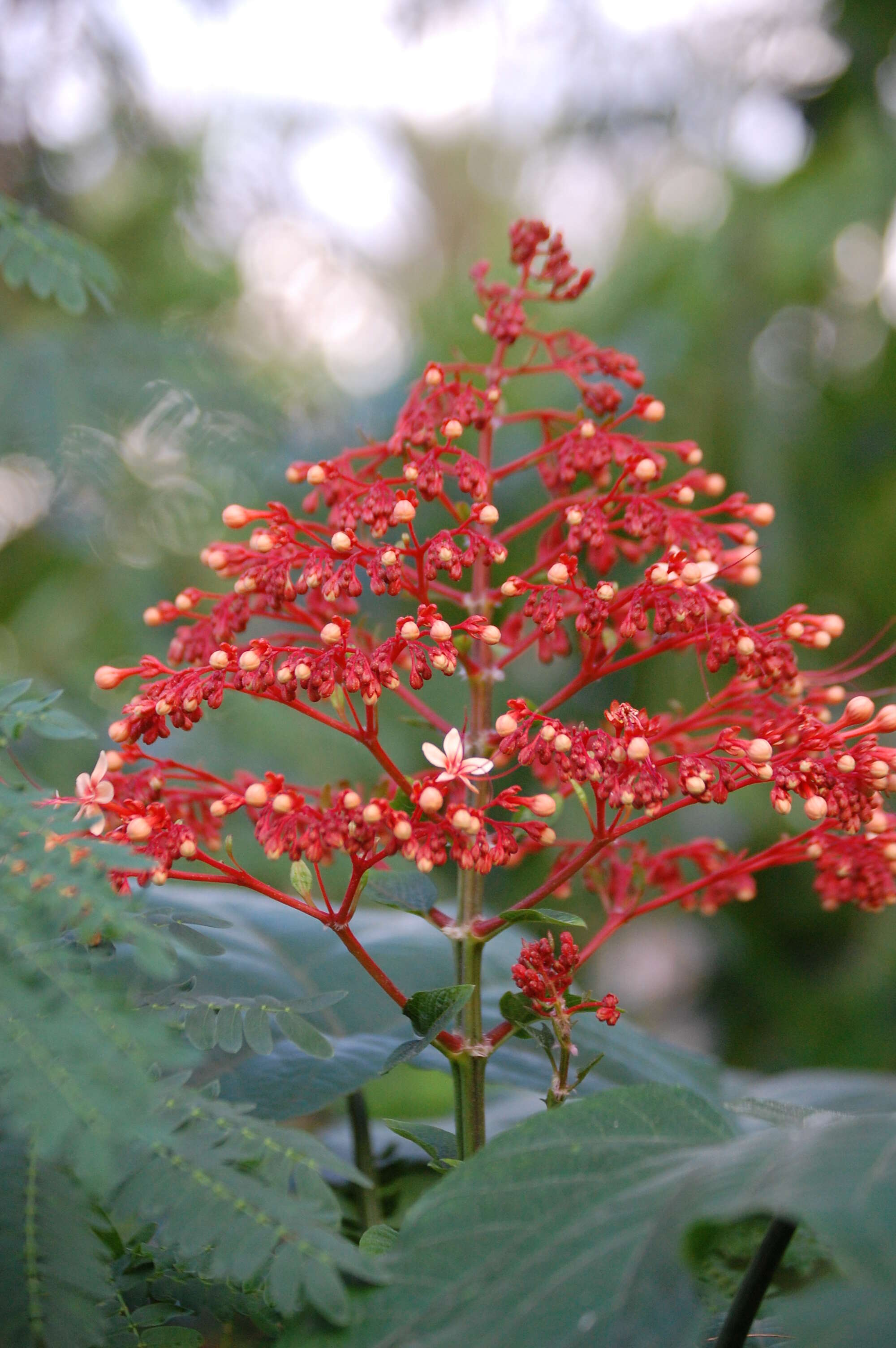 Imagem de Clerodendrum paniculatum L.