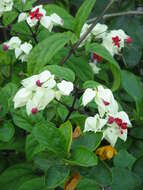 Слика од Clerodendrum thomsoniae Balf. fil.