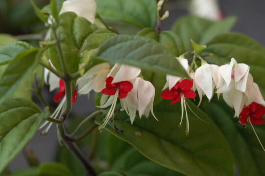 Слика од Clerodendrum thomsoniae Balf. fil.