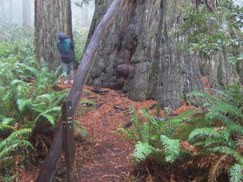 Image of western swordfern