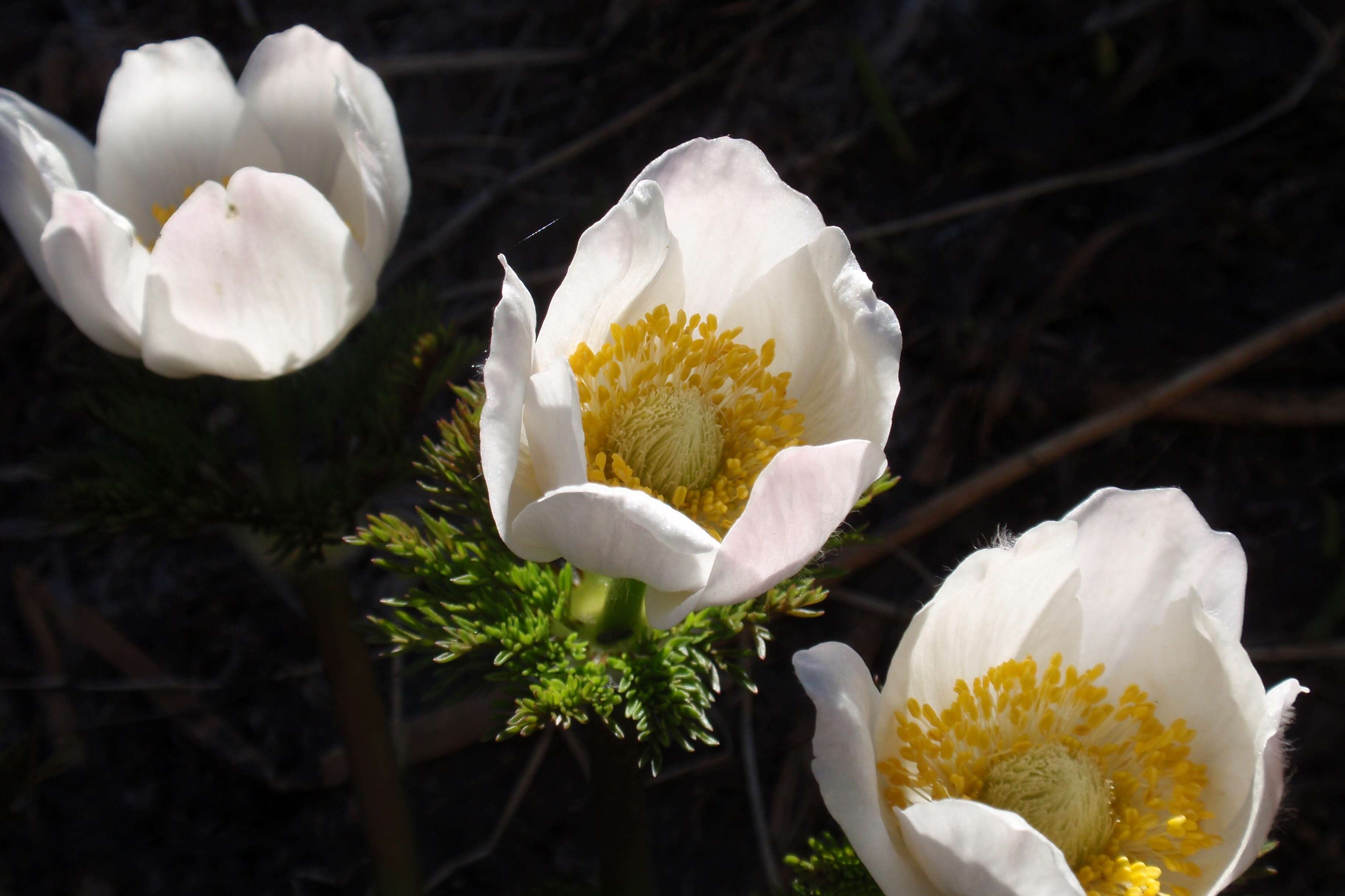 Image of white pasqueflower