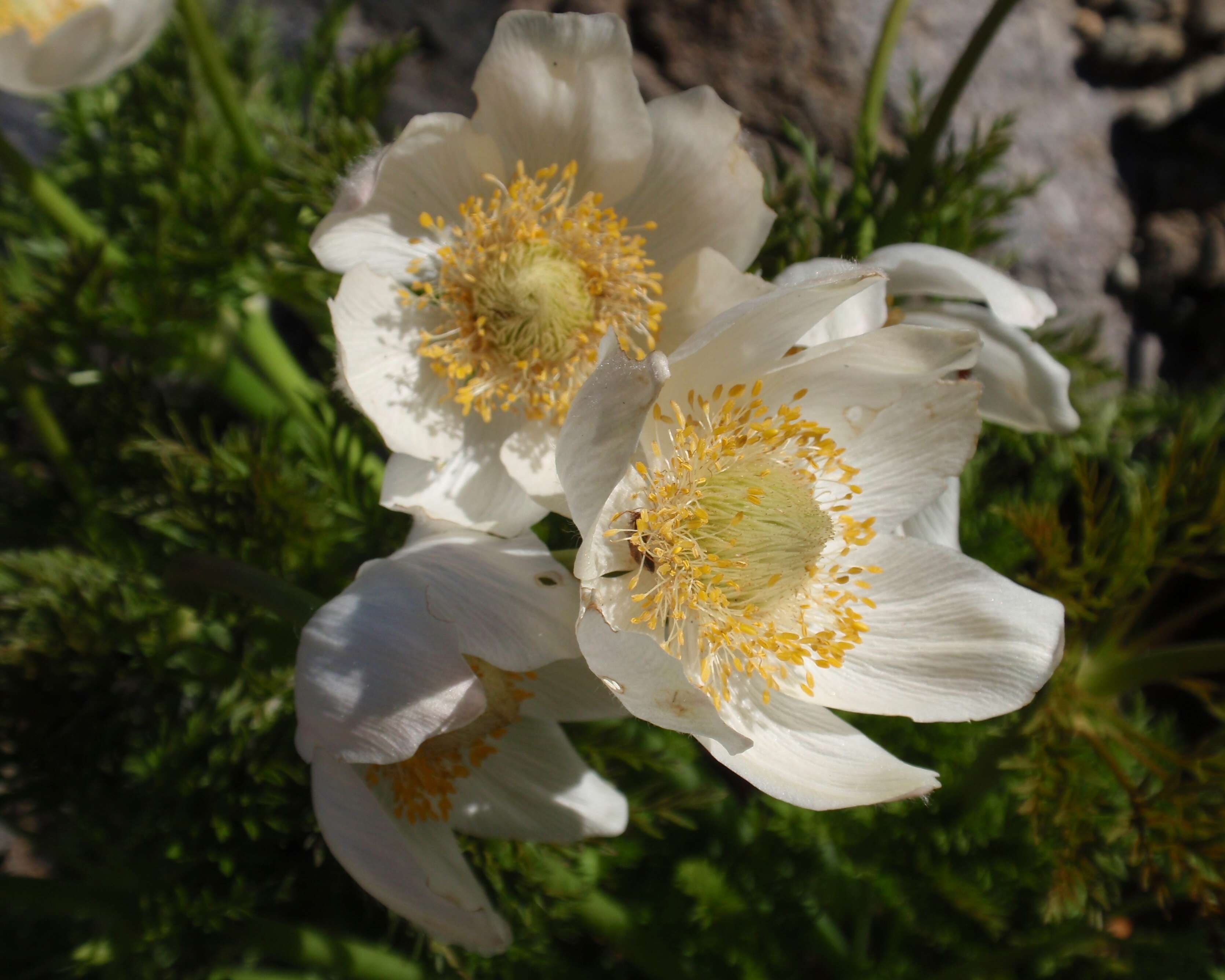 Image of white pasqueflower